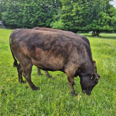 Wagyu Ochsen