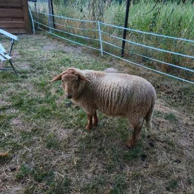 Coburger Fuchsschaf Böcke aus Herdbuchzucht
