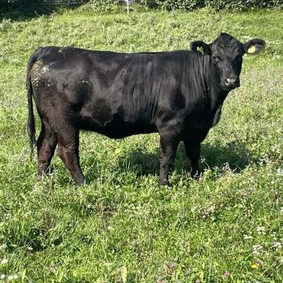 Aberdeen Angus Zuchtstier