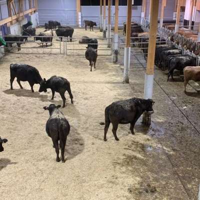 Wagyu-Rinder aus artgerechter, silofreier Haltung