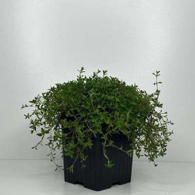 Bienenfreundliche Bodendecker | Kriechender Thymian