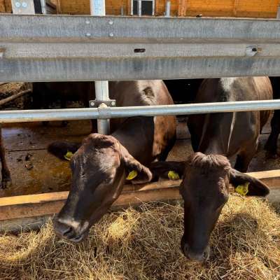 Fullblood weibliche Wagyu Rinder