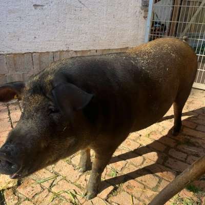 Verkaufe 2 Iberische Schweine