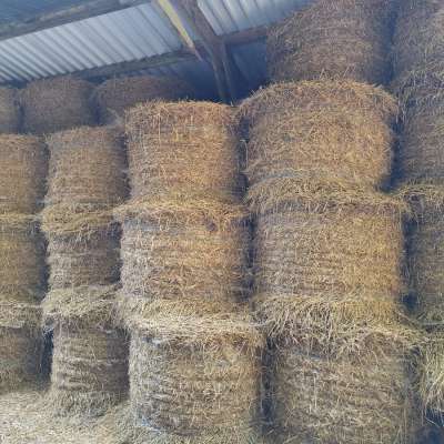 Stroh, Weizen/Triticale, Rundballen, Ernte 2024, Scheunengelagert