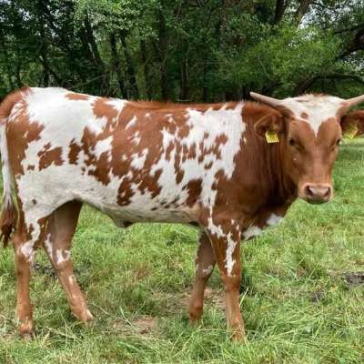 Texas Longhorn Jungtiere