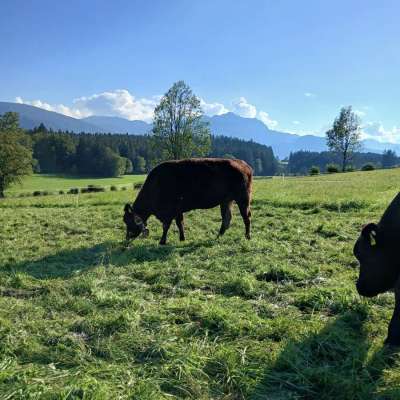 Wagyu Kuh FB 100%WG