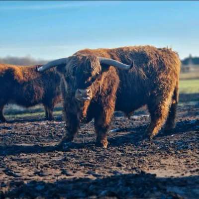 Highland Cattle Bulle / 6 jährig