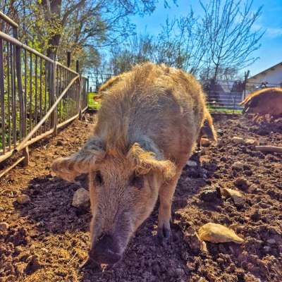 Wollschweine, Mangalica, Mangalitza