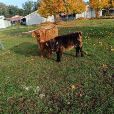 4jährige Highland-Kuh mit Bullenkalb
