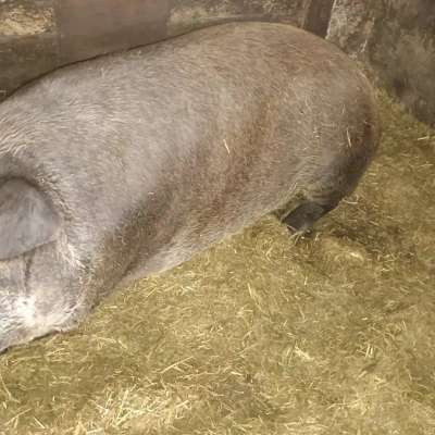 Mutterschwein