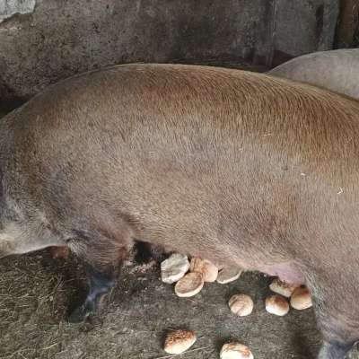 Mutterschwein