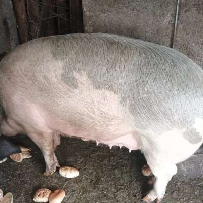Mutterschwein