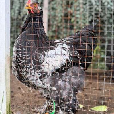 Brahma Hahn 07/25