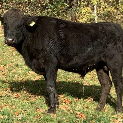 Fullblood Wagyu Jungstier – Herdebuch A – erbfehlerfrei