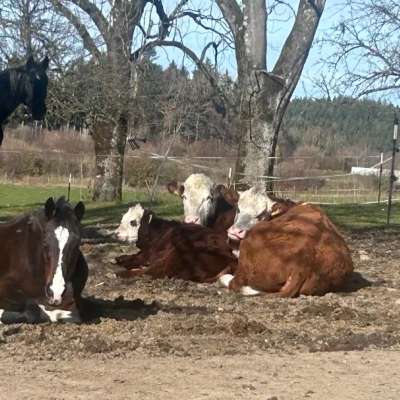 2 Mutterkühe mit Kalb