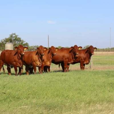 BEEFMASTER – DIE GENETIK, DIE BETRIEBE VERÄNDERT