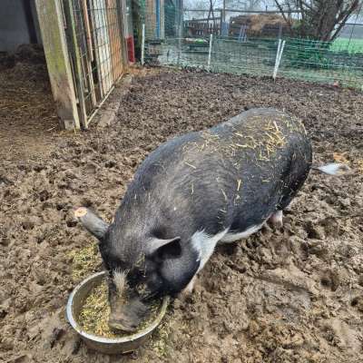 2 Mini Pigs/Schweine