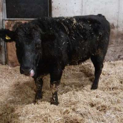 Wagyu/Angus Ochse zu verkaufen