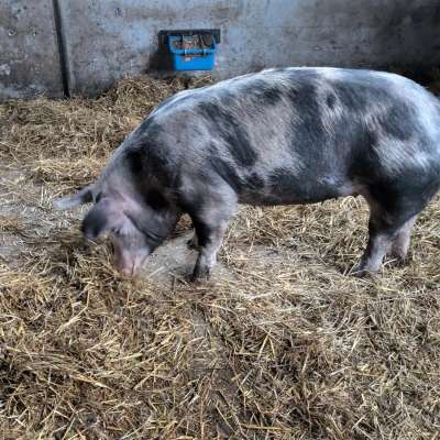 Kreuzung Duroc Pietrain