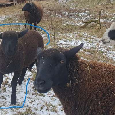 Jura Mix Bock Lamm zu verkaufen