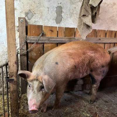 Schwein abzugeben
