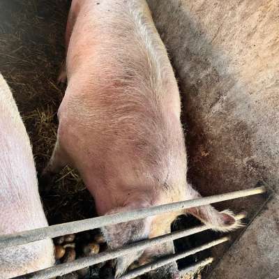 Biete Schlachtschwein an