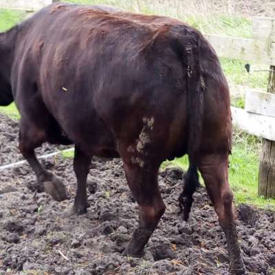 Wagyu aller Altersgruppen