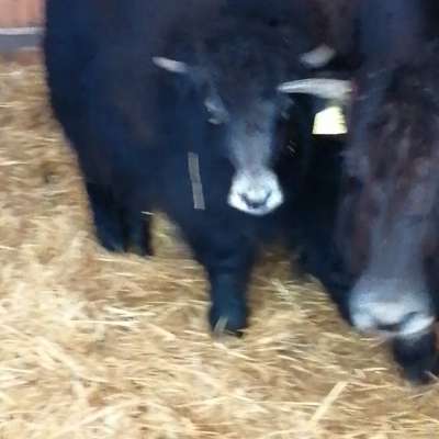 2 Yak Kühe