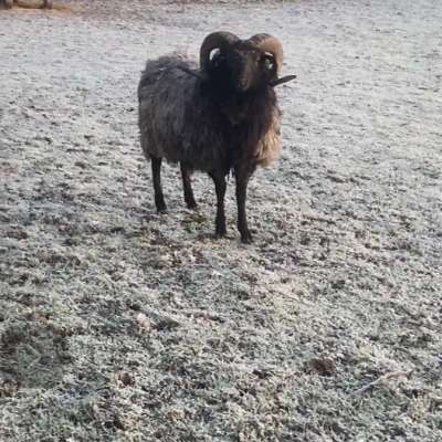 Heidschnucken