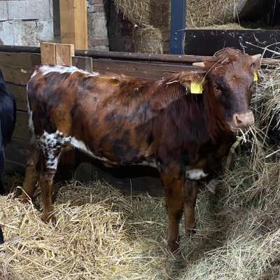 Texas Longhorn