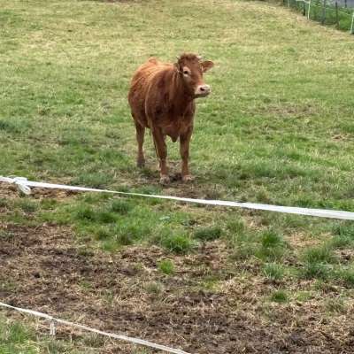 Limousin Kühe zu verkaufen