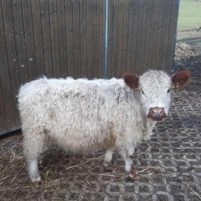 Galloway Kuhkalb