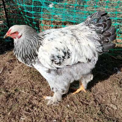 Brahma Hähne vom August 2025