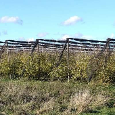Verkaufe Hagelnetze für den Obstbau