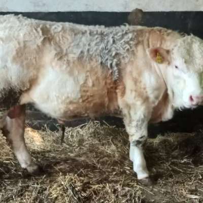 Charolais Deckbulle genetisch hornlos