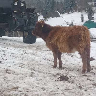 Verkaufe Highland Cattle Dame
