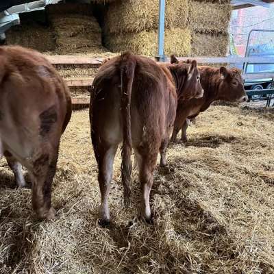 Bio Limousin Färsen