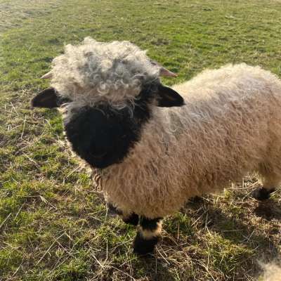 Walliser Schwarznasen Bocklämmer