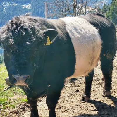 Lord Galloway Belted Stier