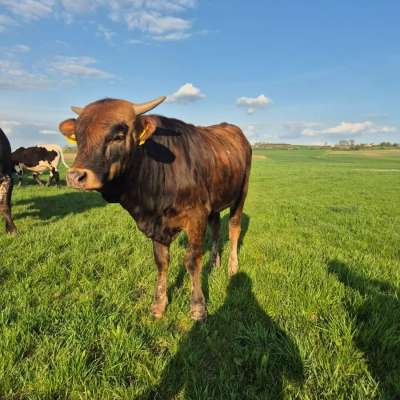 Texas Longhorn Jungbullen