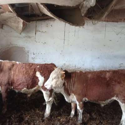 Bullenfresser
