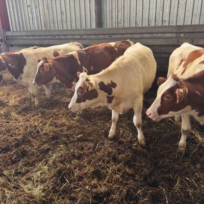 Rotbunt DN Herdbuch