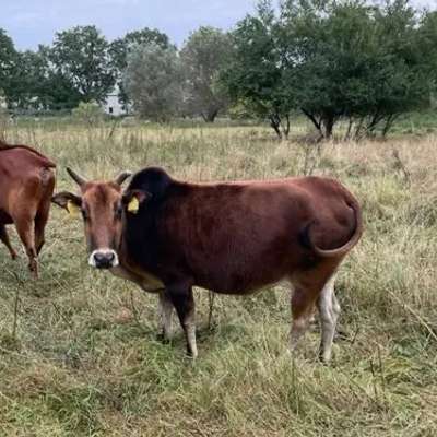 Zahme Zwerg-Zebu Mutterkuh Annelie