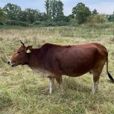 Tragende Zwerg-Zebu Mutterkuh abzugeben