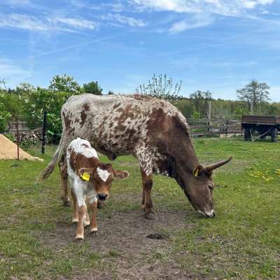 Texas Longhorn