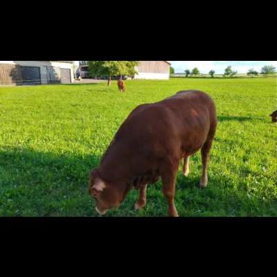 Jungbullen Limousin