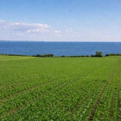 Ackerland auf Rügen - ideale Investitionsmöglichkeit