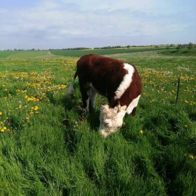 Hereford Färsen