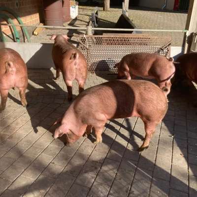 Duroc Jungsauen