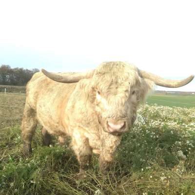 Schottisches Hochlandrind Highland Cattle Zuchtbulle Stier